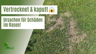 Vertrocknete & kaputte Stellen im Rasen  | Das sind die häufigsten Ursachen | Schäden im Rasen