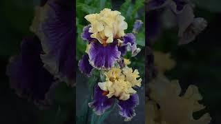 #iris #garden #flowers #floriculture #plants #perennial #botany #bloom #beautiful #ирис #сад #цветы