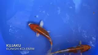 Kujaku from konishi koi farm