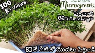 Microgreens | How to grow microgreens at home | Microgreens growing | Moong dal microgreens