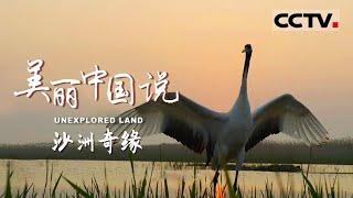 【ENG】《美丽中国说》UNEXPLORED LAND EP5 鹿王争霸 “兄弟反目”只为赢得美鹿归 拥有矫健身姿的丹顶鹤夫妇却面临着悲欢离合【CCTV纪录】