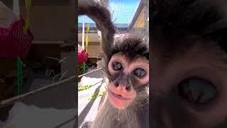 This camera is spider monkey approved 