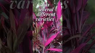 CORDYLINE RED SISTER THE MOST POPULAR CORDYLINE