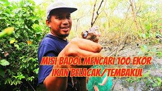 Misi 100 ekor ikan belacak #gengdunia