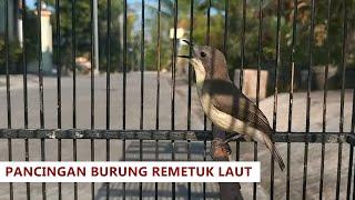 Suara Asli Burung REMETUK LAUT / SIUR Jantan FULL GACOR Nyiul MERDU | Sukses pinjaman online Adakami