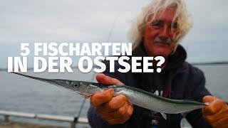 Auf ALLES in der OSTSEE - Wir BRAUCHEN FISCH zum GRILLEN - Fang mal was (51)