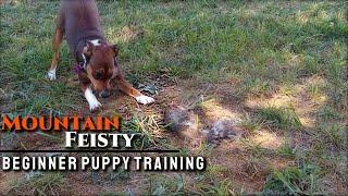 Squirrel Dog Training - Puppy in the Park