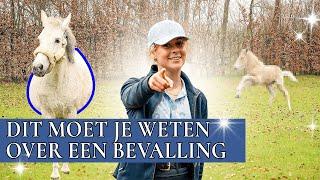 UPDATE BOLLIE: IS ZE AL BEVALLEN!? | PaardenpraatTV