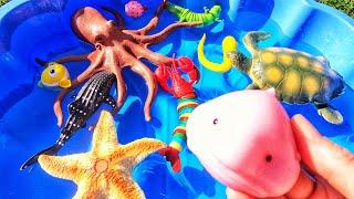 Learn Sea Animal Names: Jellyfish Dolphin Seahorse