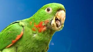 Parakeet singing in nature