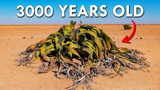 Welwitschia: One Of The Oldest Living Plants In The World