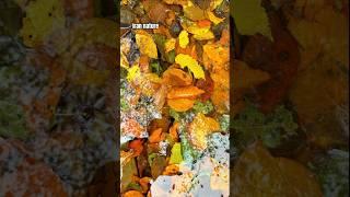 #autumn #mazandaran #iran #nature #fallingleaves #shorts #trending #viralvideo #irannature #earth