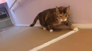 The Cardboard Stair Slide: Cats vs. Gravity! | Manchester Moggies