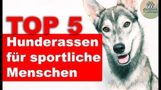 Top 5 Hunderassen für sportliche Menschen - Joggen, Wandern, Radfahren mit Hund