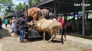 Sapi Jumbo Sapi Aceh Sapi Kurban Ngamuk Naik Truk