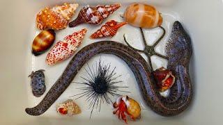 Tangkap ikan belut dan kelomang, siput, keong, ikan laut, kepiting, ikan hias, starfish, kerang