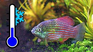 Top 10 Frosty Fish for a Cool Water Aquarium ️