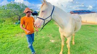 VAQUEIRO GANHA ÉGUA DE PRESENTE E SE EMOCIONA | DANILO PIMENTA