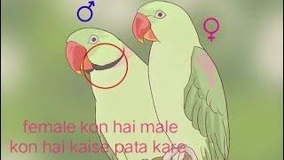 parrot me kaise pata kare ki kon female hai kon male hai kaise pata kare