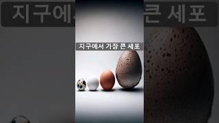 지구에서 가장 큰 세포!! 과연 그 크기는? #세포 #가장큰세포 #단세포동물