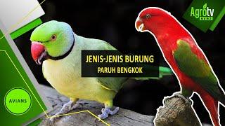 JENIS - JENIS PARUH BENGKOK