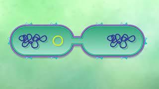 Bacterial Conjugation: Transfer of the F Plasmid HD Animation