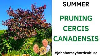 HOW TO PRUNE CERCIS CANADENSIS - SUMMER PRUNING OF 'MERLOT'