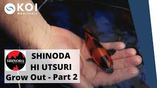 SHINODA HI UTSURI Grow Out - Part 2