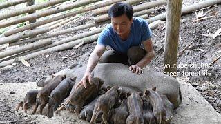 So cute baby wild boars after two weeks of age. Robert | Green forest life