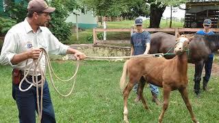 Ensinando o potro ser cabresteado