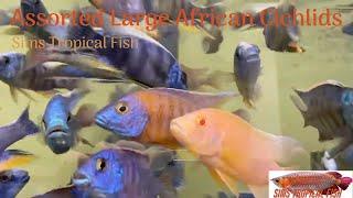 Sims Tropical Fish - Assorted Large African Cichlids