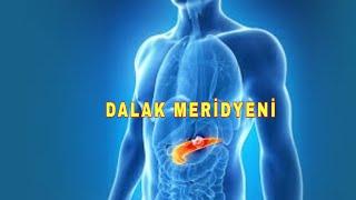 Meridyen  Terapi 7 - DALAK Meridyeni - Tükenmişlikten Kurtulun