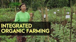 Integrated Organic Farming System: Farmers Group in Lucban Quezon into Organic Farming