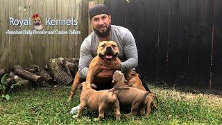 Stud and His Puppies! Love the consistency of this American Pocket Bully litter