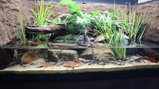 Awesome Green Frog Paludarium Build - Northern Green Frog DIY habitat setup!