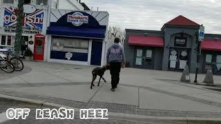 Best dog trainers in PA | Harrisburg dog trainers | Off leash Heel