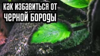 Как избавиться от черной бороды в аквариуме! Причины появления черной бороды!