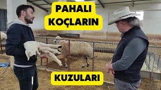 BU KUZULARIN BABALARI KİM? (Pahalı Koçların Değerli Kuzuları?)