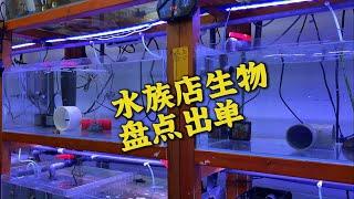 水族店生物海水鱼盘点出单