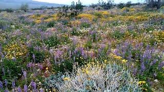 Are we gonna have a desert wildflower superbloom in 2023 at Joshua Tree National Park?