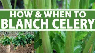 Blanching Celery // Garden VLOG