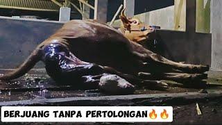 Sapi Melahirkan NORMAL, Jam 3 Pagi‼️