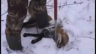 (#13) Trapping Investigation - Red Fox (2) in Illegal-Sized Snare