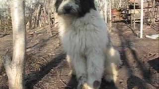 Ciobanesc Romanesc Mioritic / Roemeense Mioritic Herder - Aggressive puppy