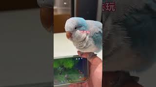 胖胖可能觉得它是我亲生的~#小鸟互动 #搞笑 #pets #birds #parrot #animals #cute #funny #治愈#shorts