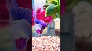 Pastel Lavender Pink cute beta fish #fishlover