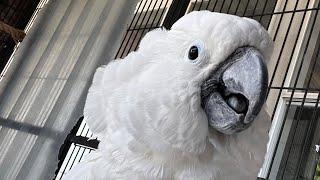 Alternative medicine for Parrots is not an alternative