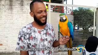 A Arara de Teófilo Otoni