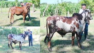 Cuales son las caracteristicas del Gyr Lechero-El Salvador en el Campo