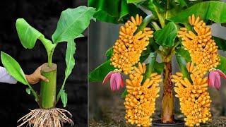 Wonderful Unique Skill : For Grafting Banana Tree Growing fast with Egg | How to grow banana trees